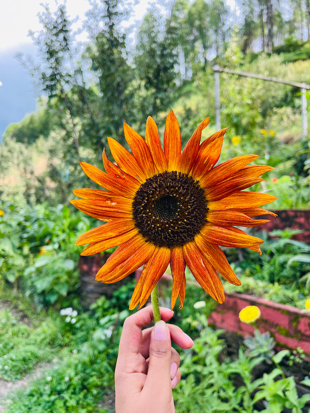 Sunflower Fiery Bloom Seeds