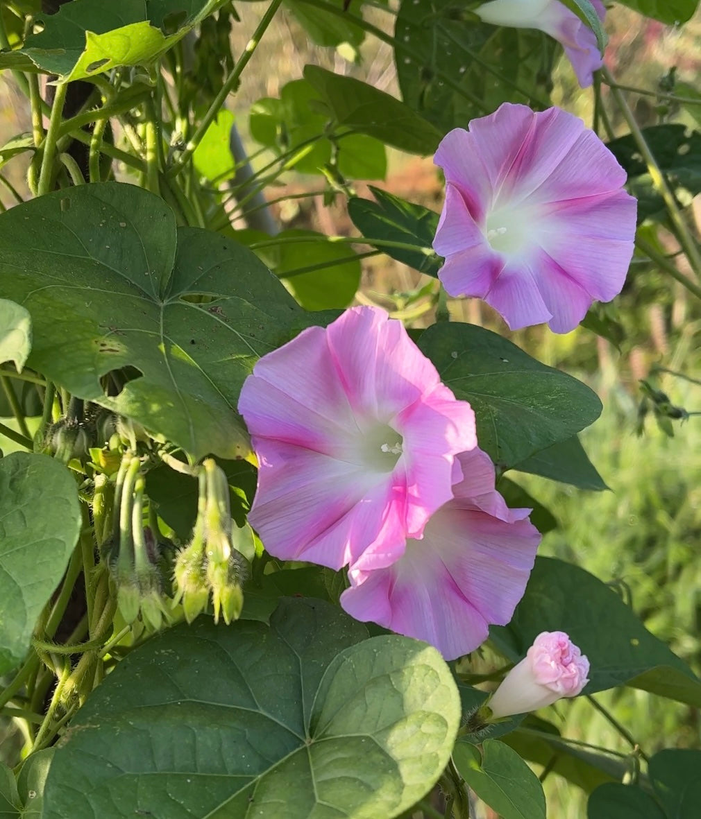 Morning Glory Pink Seeds