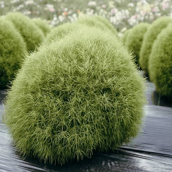kochia plant seeds Kochia Seeds