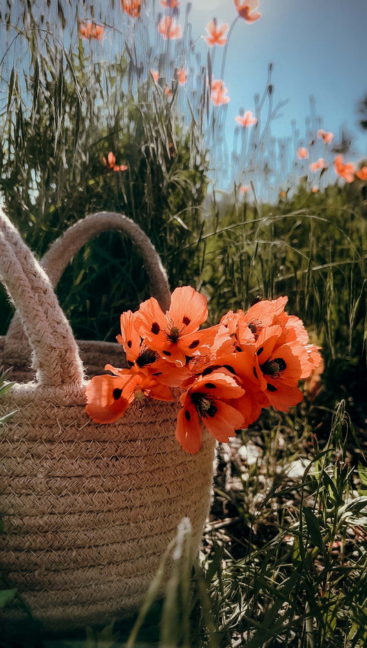 Red Himalayan Wild Poppy Seeds