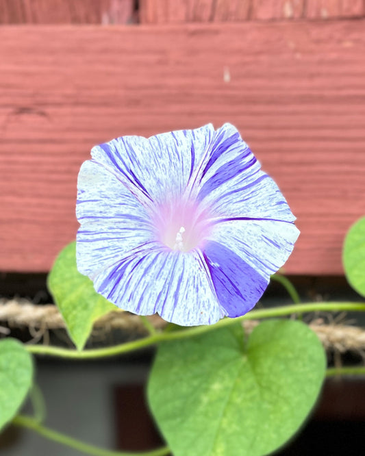 Morning Glory (Carnival De Venezia) Seeds