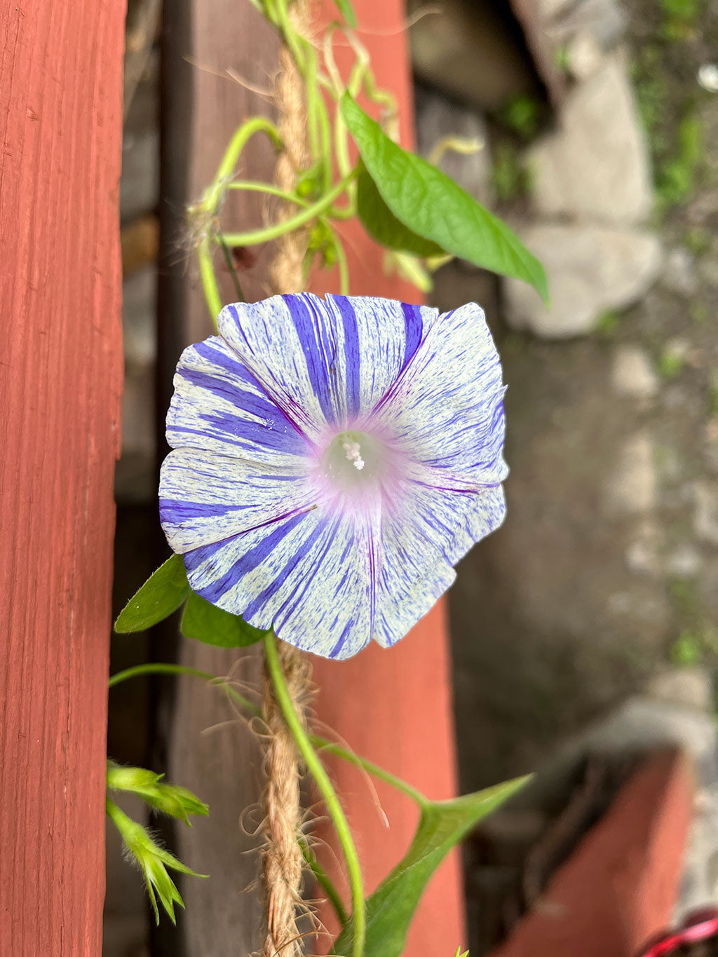 Morning Glory (Carnival De Venezia) Seeds