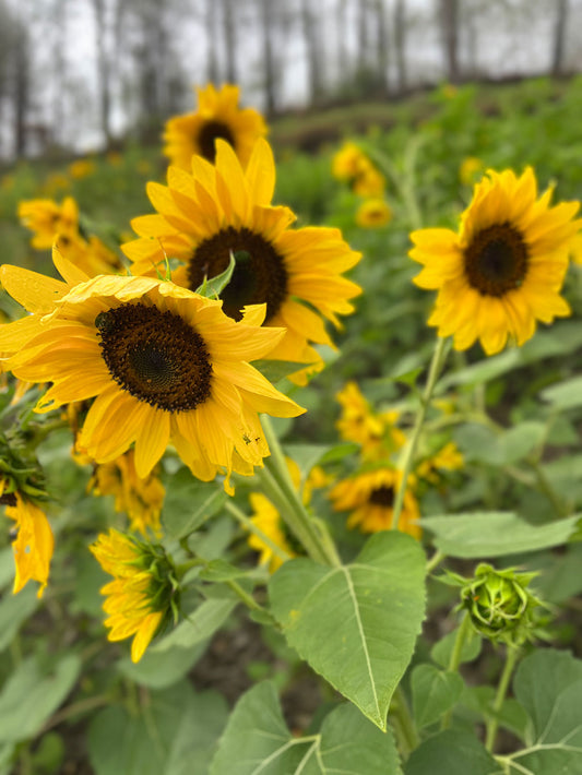 Sunflower (Brown Center) Seeds