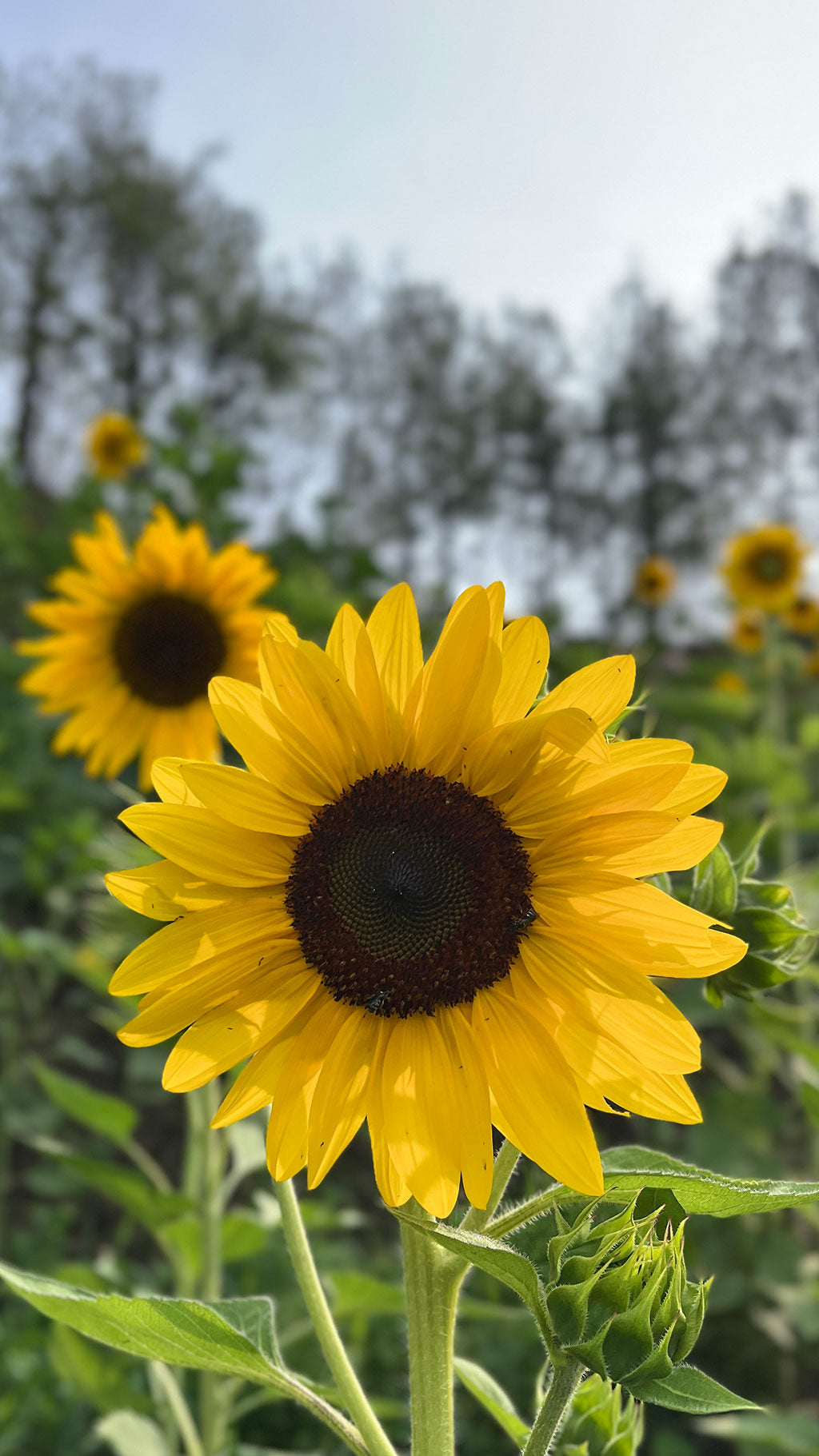 Sunflower (Brown Center) Seeds