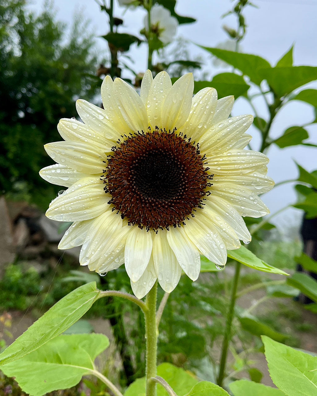 Sunflower White Night Seeds