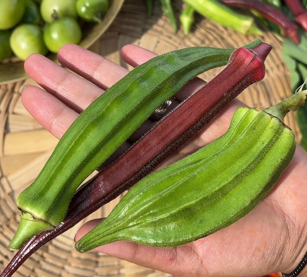 Okra Seeds
