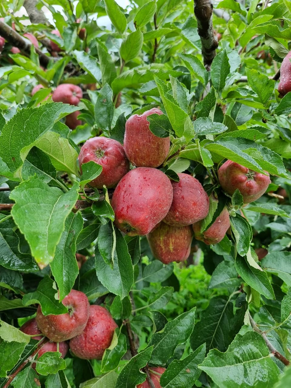 Apples 🍎