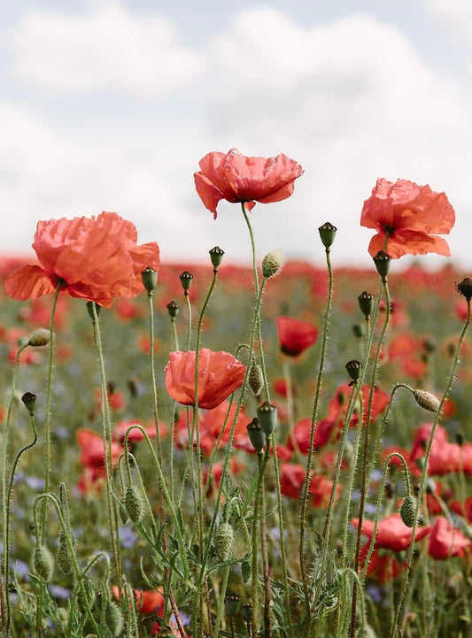 Red Himalayan Wild Poppy Seeds