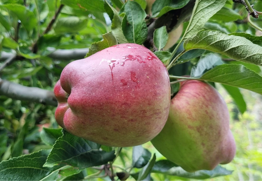 Kinnaur Red Delicious Apples