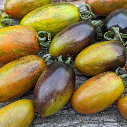 Tomato Painter’s Plum Seeds