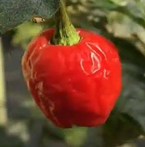 Chilli Dalle Seeds