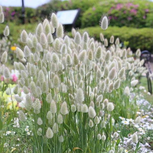 Bunny Tail Grass