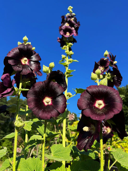 Hollyhock Black