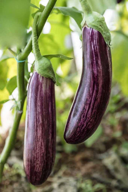 Brinjal Black Long Seeds