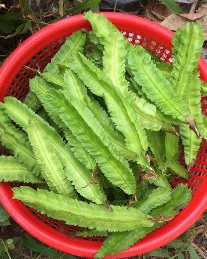 Winged Beans Short Seeds