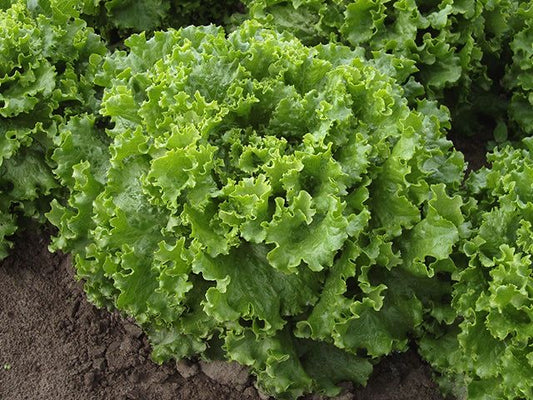 Lettuce Green Seeds