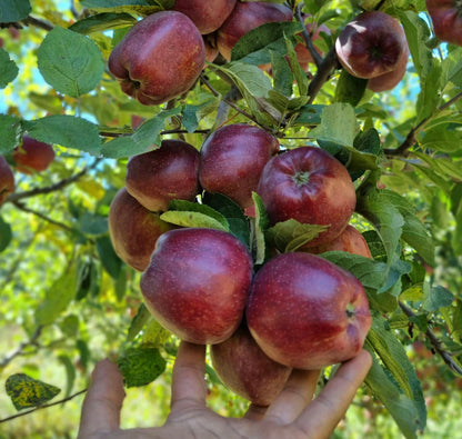 Kinnaur Royal Delicious Apples