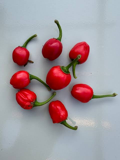 Chilli Dalle Seeds