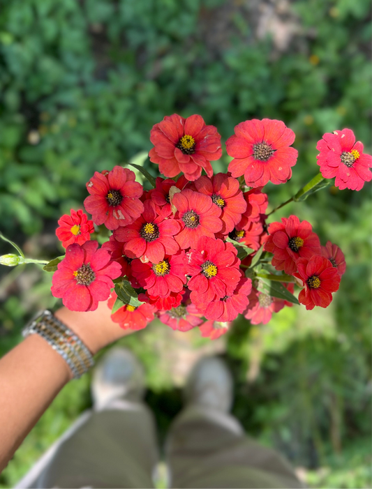 Zinnia (Wild Mini Flower) Seeds