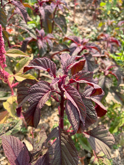 Amaranthus (Red)