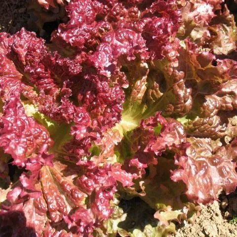 Lettuce Red Rapid Seeds