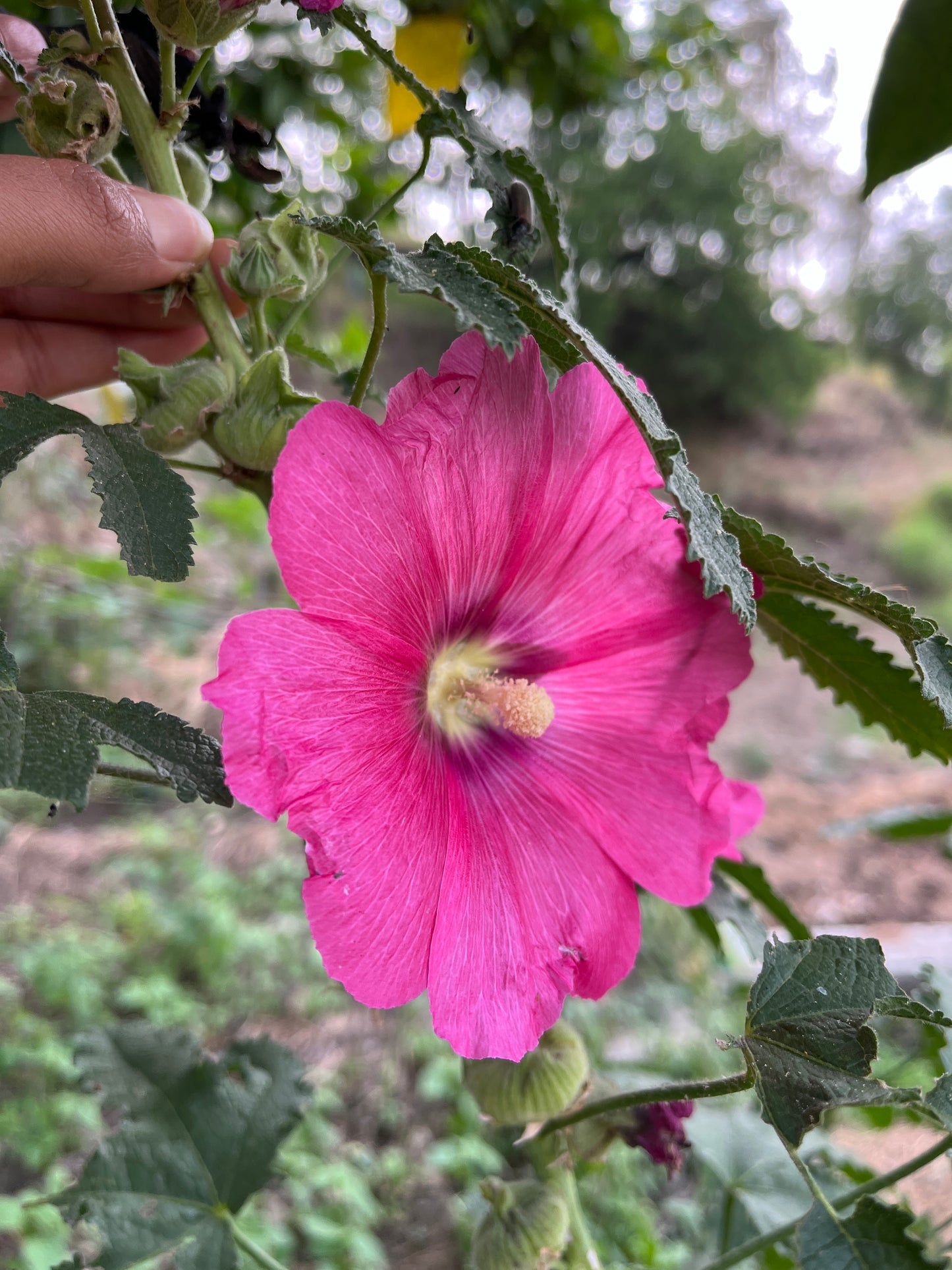 Hollyhock Dark Pink