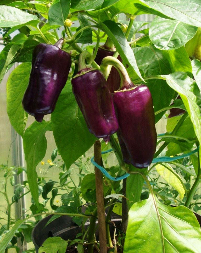 Chilli Purple Lantern Seeds