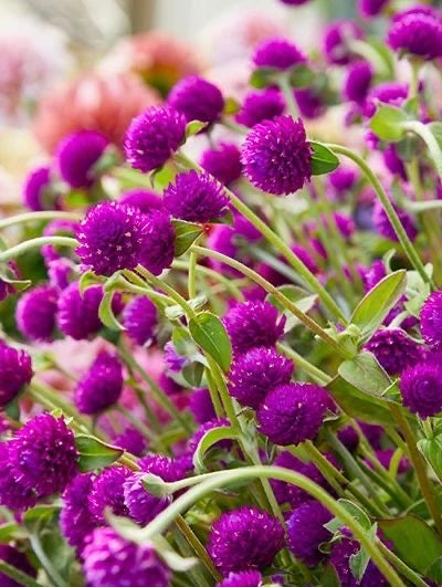 Gomphrena (Pink) Seeds