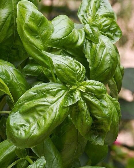 Basil (Green) Seeds