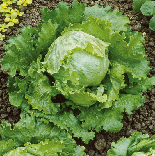 Lettuce Ice Berg Seeds