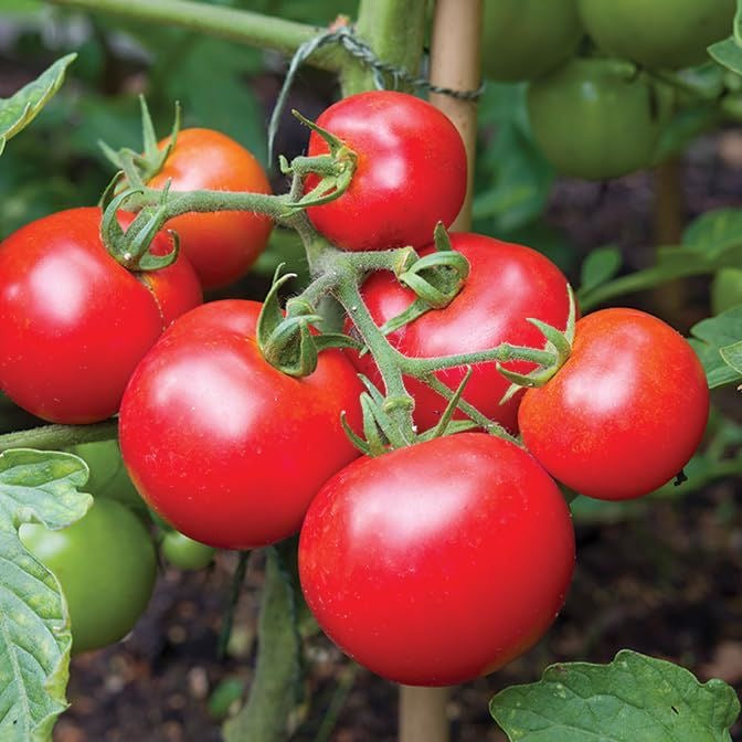 Tomato Red Round Seeds