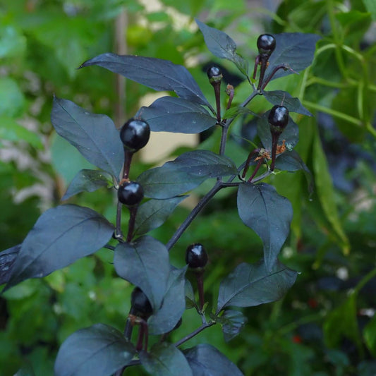 Chilli Midnight Crown Seeds