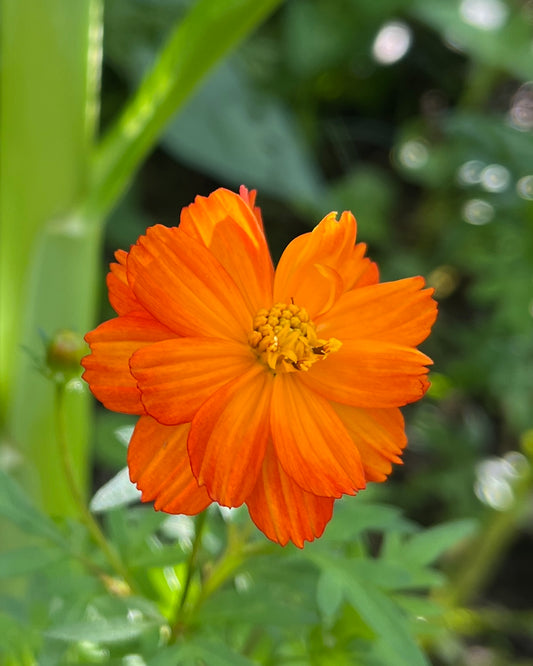 Cosmos Orange Seeds