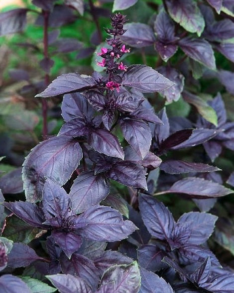 Basil (Purple) Seeds