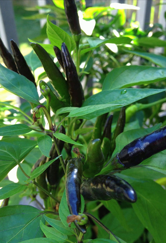 Chilli Black Seeds