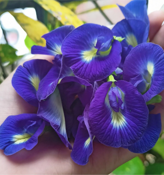 Blue Pea (Aprajita) Flower Seeds