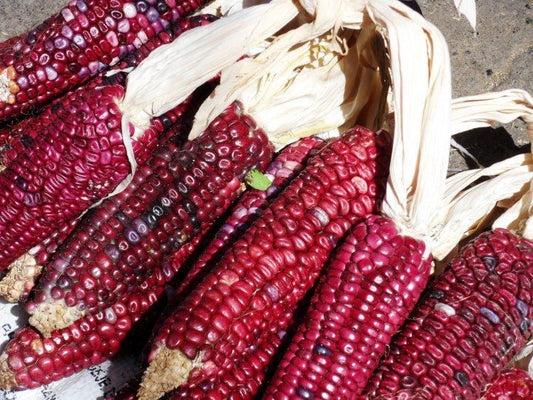Red Corn (Maize) Seeds