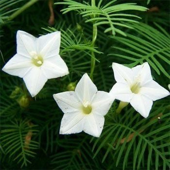 Cypress Vine (White) Seeds