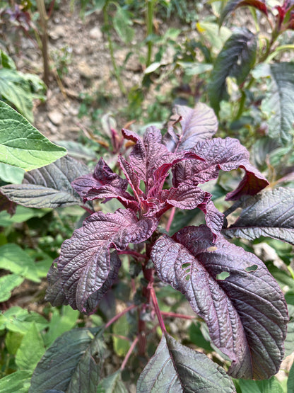 Amaranthus (Red)