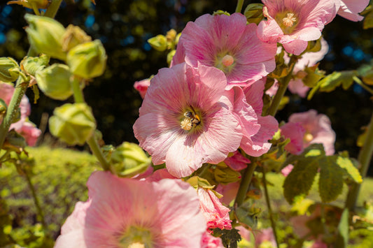 Hollyhock Light Pink