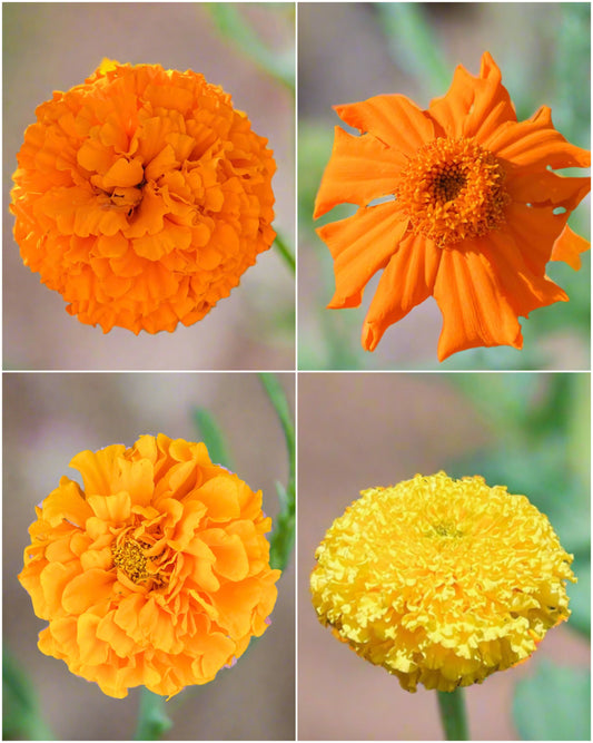 Marigold Mix Seeds