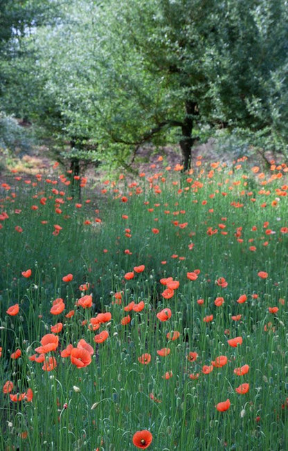 Red Himalayan Wild Poppy Seeds