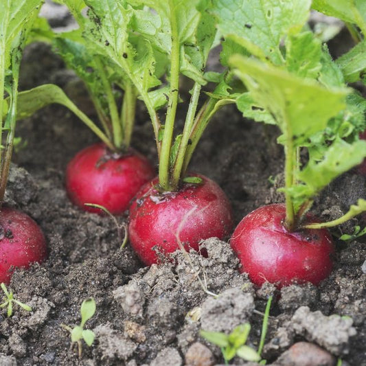 Radish Scarlet Globe- Red Round Seeds