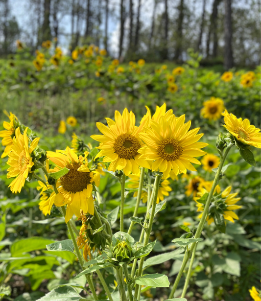 Sunflower Multi-head (Yellow Center) Seeds