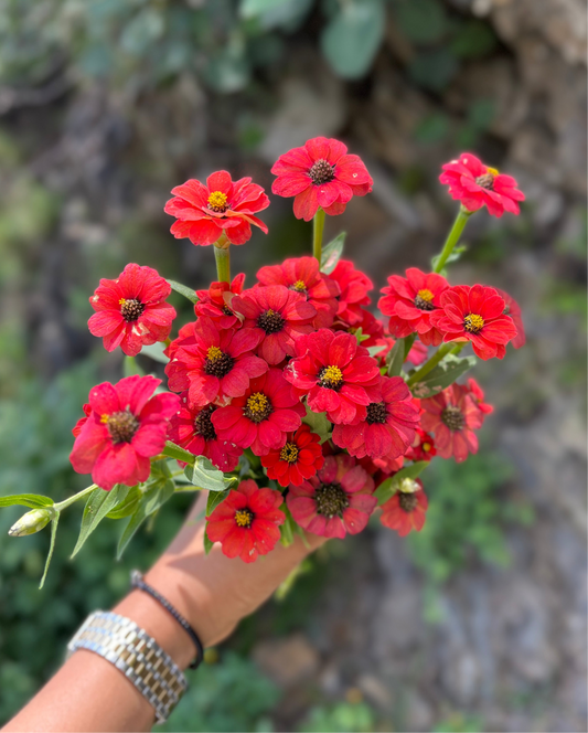Zinnia (Wild Mini Flower) Seeds