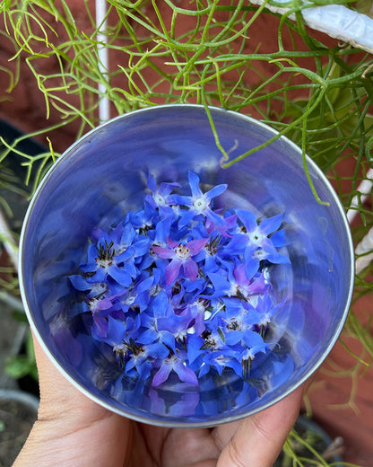 Borage Seeds