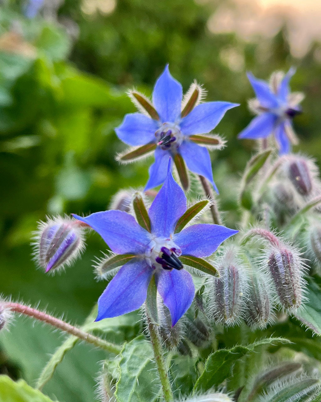 Borage Seeds