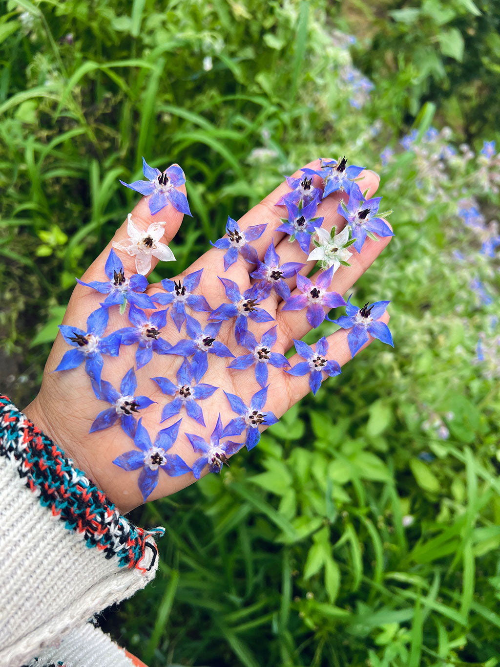 Borage Seeds