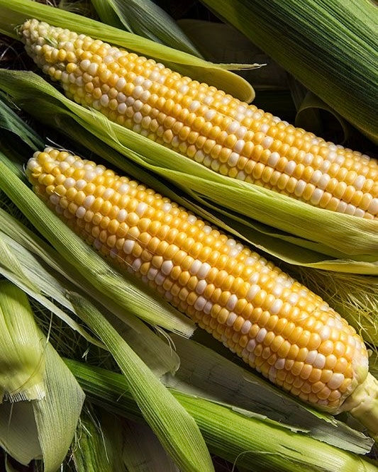 Sweetcorn Seeds