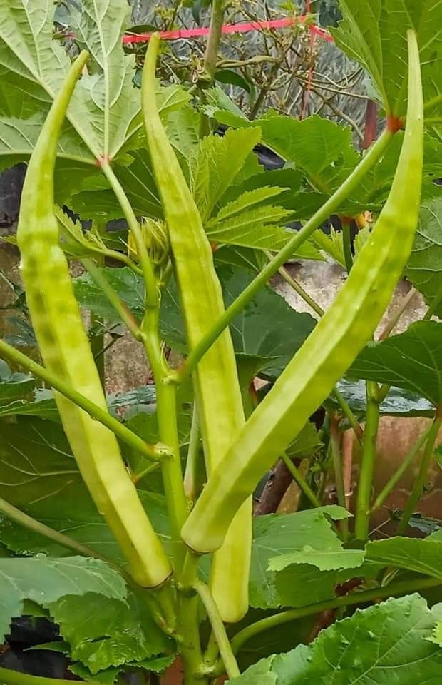 Okra Old World Giant Seeds